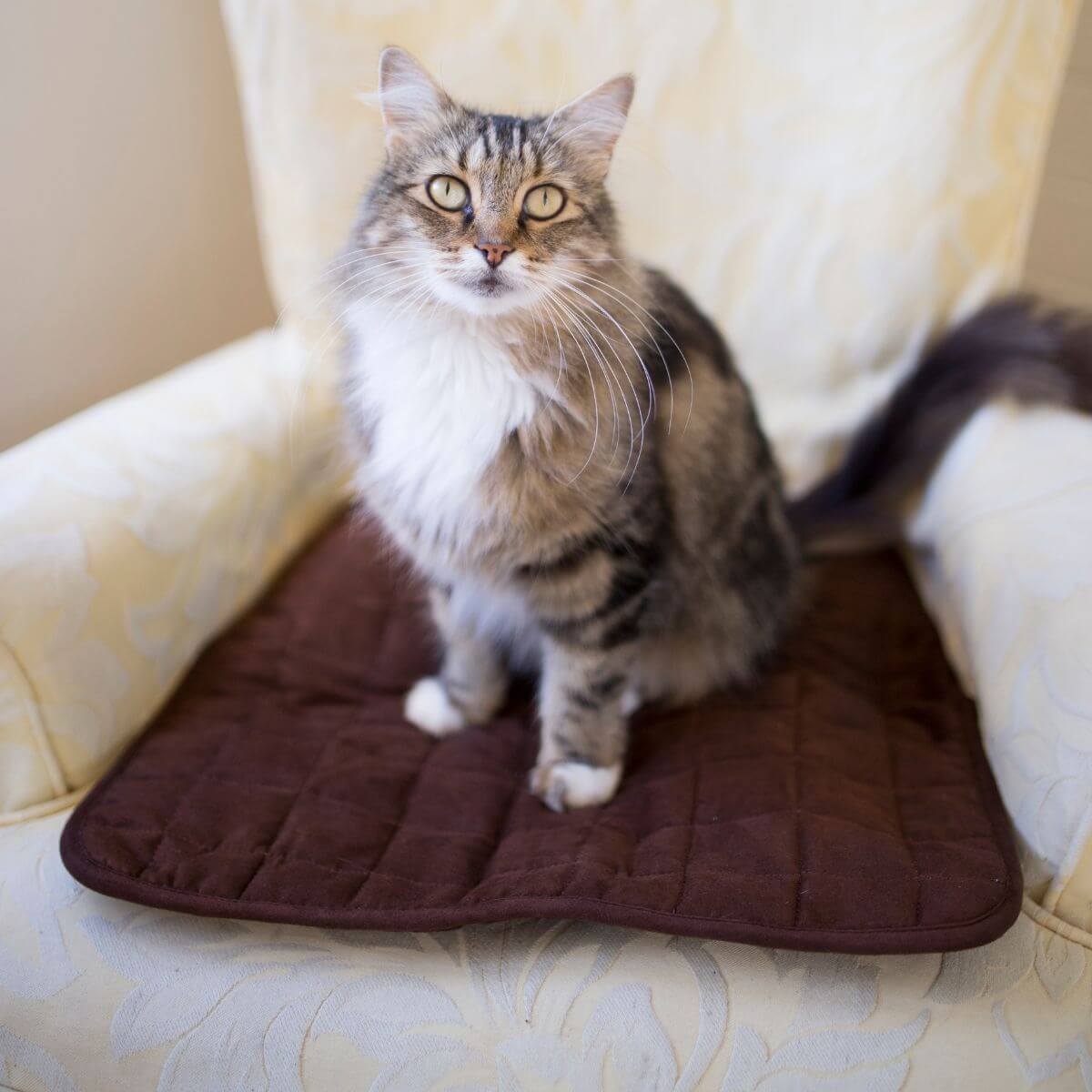 מגן מושב מבית ברולי בצבע חום אדמה, מונח על כורסא